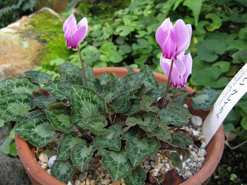File:1280px-Cyclamen graecum1.jpg
