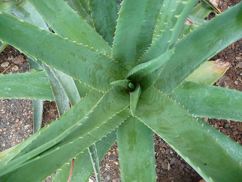 File:1280px-Echte Aloe von oben.JPG