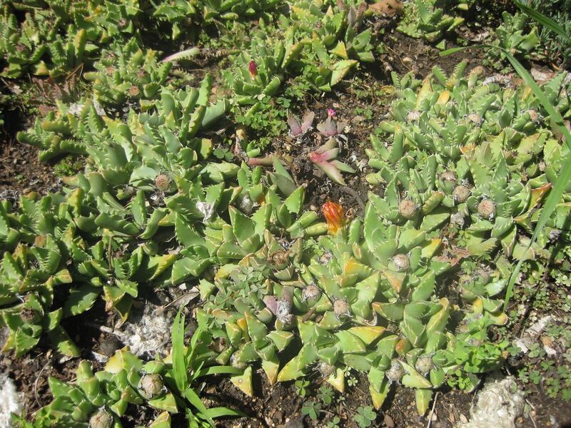 File:1280px-IMG 2144 hunt0903.jpg