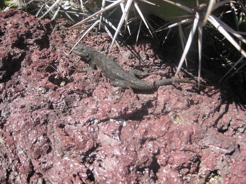 File:1280px-IMG 2413 hunt0903.jpg