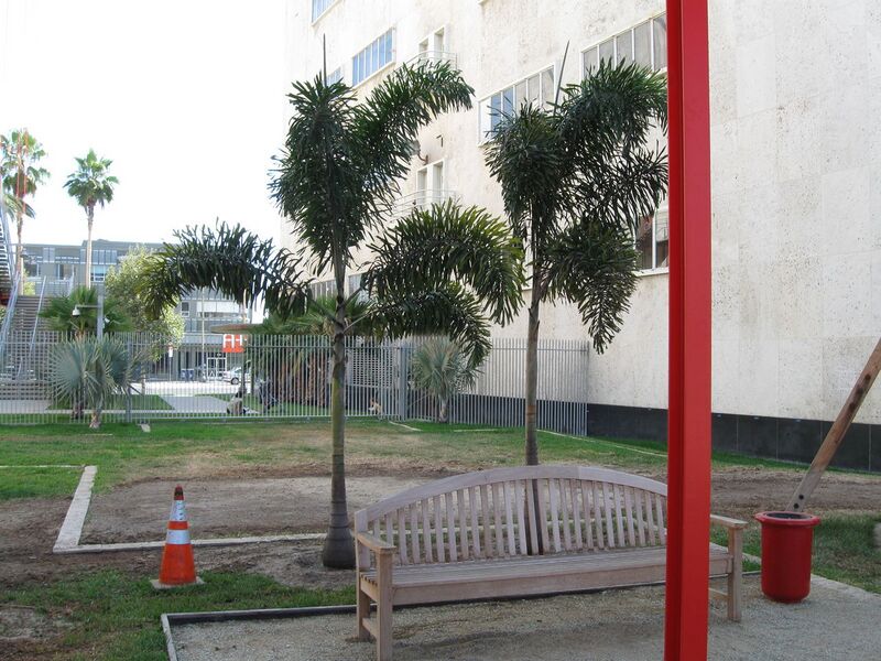 File:1280px-Palm-51-Pritchardia hildebrandii.jpg