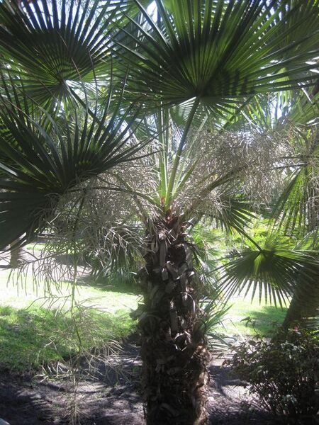 File:576px-IMG 2060 hunt0903.jpg