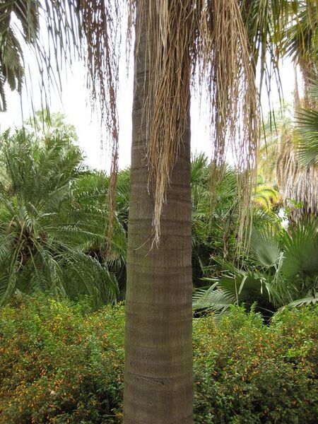 File:576px-IMG 3977 hunt0904.jpg