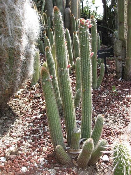 File:576px-IMG 4267 hunt0904.jpg