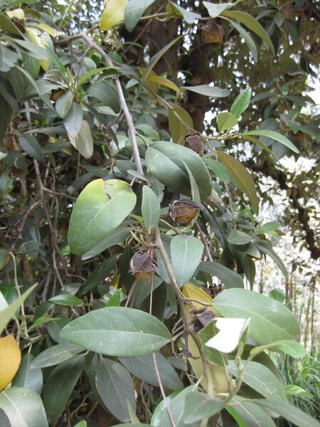 File:576px-IMG 4598 hunt0904.jpg