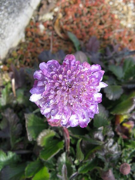 File:576px-Scabiosa columbaria 'Butterfly Blue'2.jpg