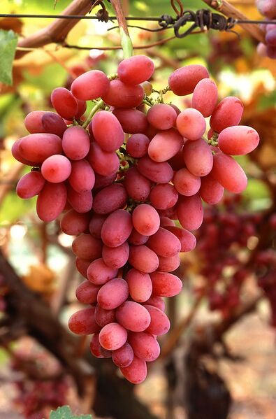 File:675px-Grapes05.jpg