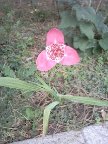 File:768px-Tigrida pavonia.jpg