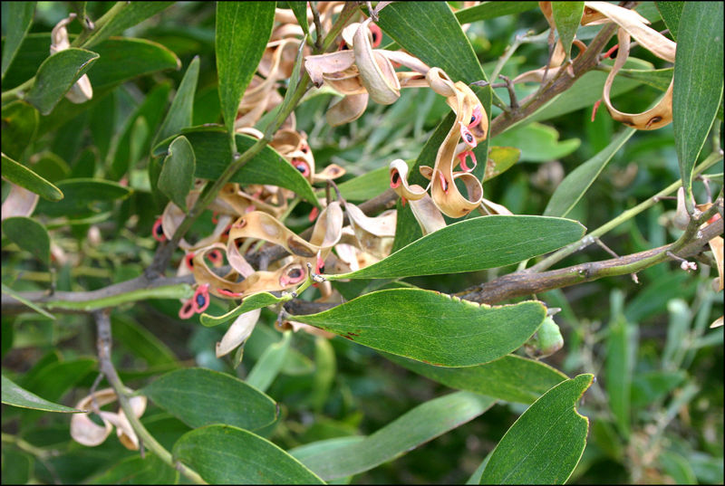 File:Acacia melanoxylon e.jpg