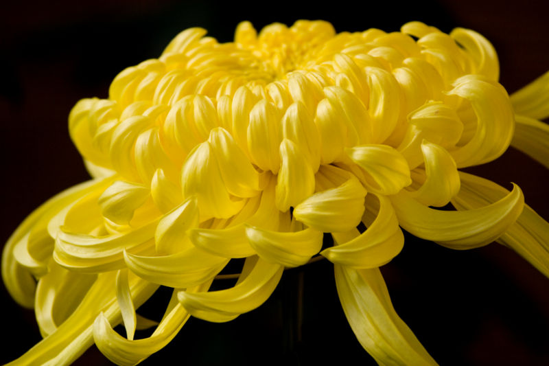 File:Chrysanthemum-5563.jpg