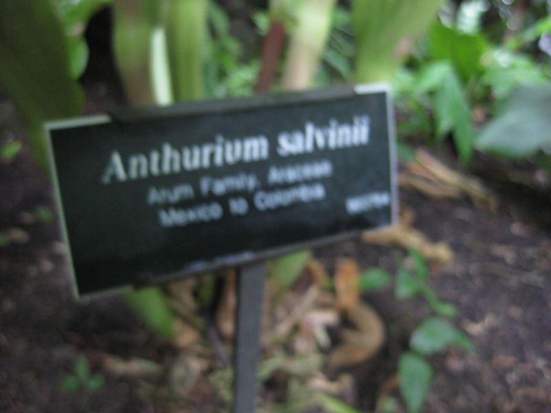 File:IMG 1072 bbg09.jpg