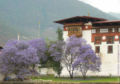 Jacaranda trees