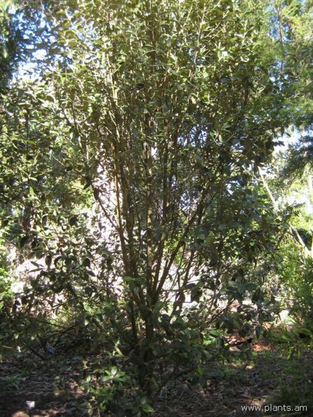 File:Lagunaria patersonii-norfolk island hibiscus-IMG 8091 sfbg0308.jpg