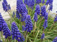 Flowering plants