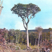 Nothofagus betuloides