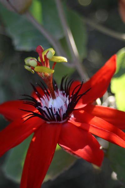 File:Passiflora miniata3247668587.jpg