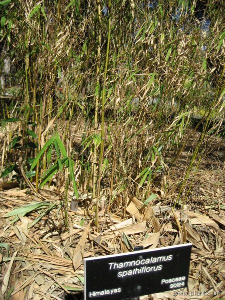 File:Thamnocalamus spathiflorus-IMG 0582 hunt07.jpg