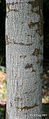 Young Bark