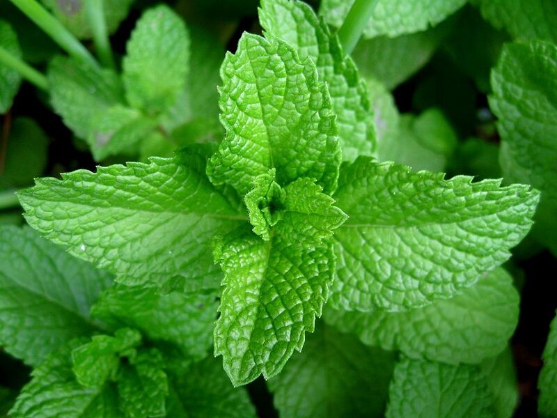 File:1024px-Mint-leaves-2007.jpg