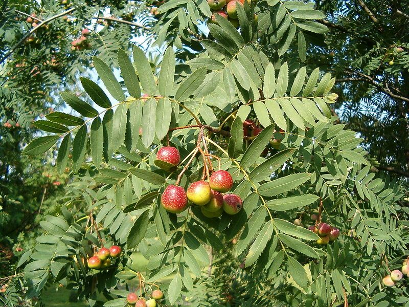 File:1024px-Sorbus domestica FruitsLeaves BotGardBln0906a.JPG