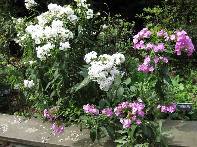 File:1280px-IMG 0710 bbg09.jpg