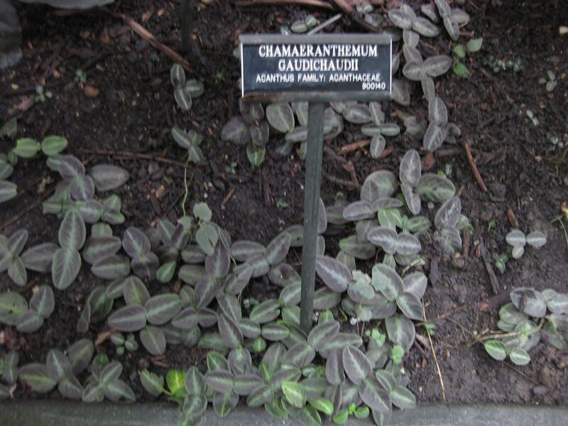 File:1280px-IMG 1115 bbg09.jpg