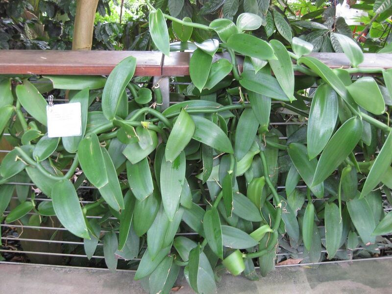 File:1280px-IMG 1774 hunt09oct.jpg