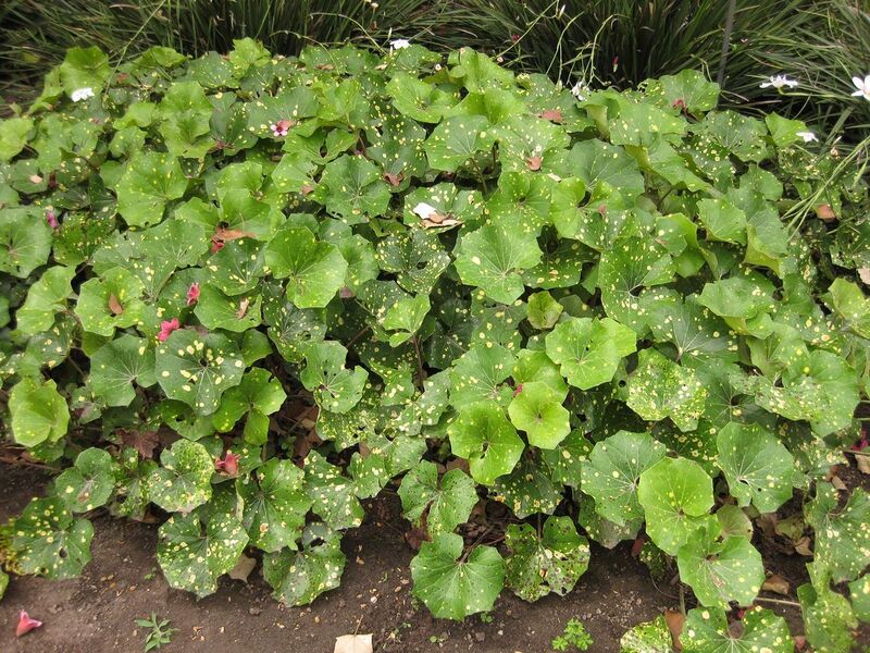 File:1280px-IMG 6819 hunt09jun.jpg