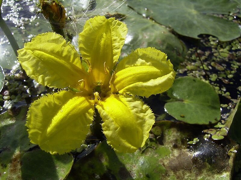 File:1280px-NymphoidesPeltata-flower2-hr.jpg