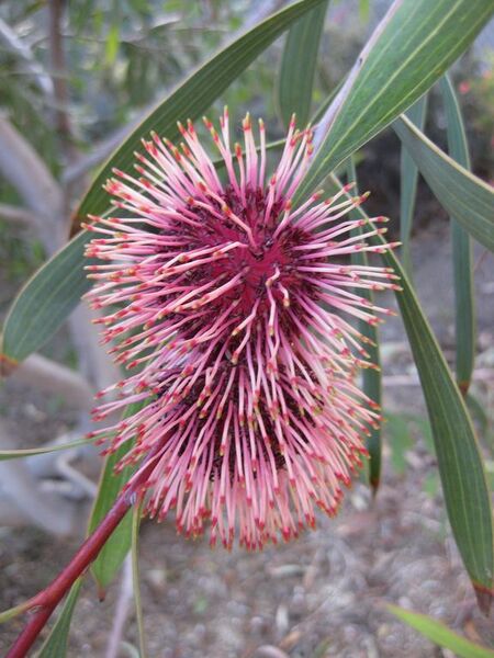 File:576px-IMG 2745 ucla09.jpg