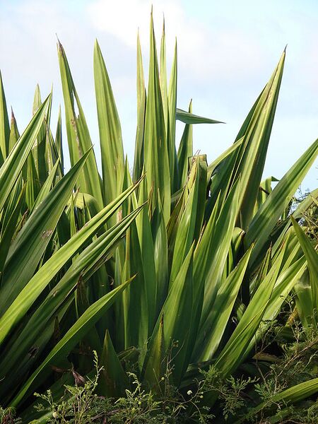 File:576px-Starr 080210-2758 Furcraea foetida.jpg