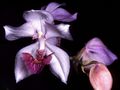 Thumbnail for version as of 13:56, 23 June 2007