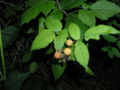 Wild Albino Raspberries