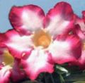 Close-up of a flower
