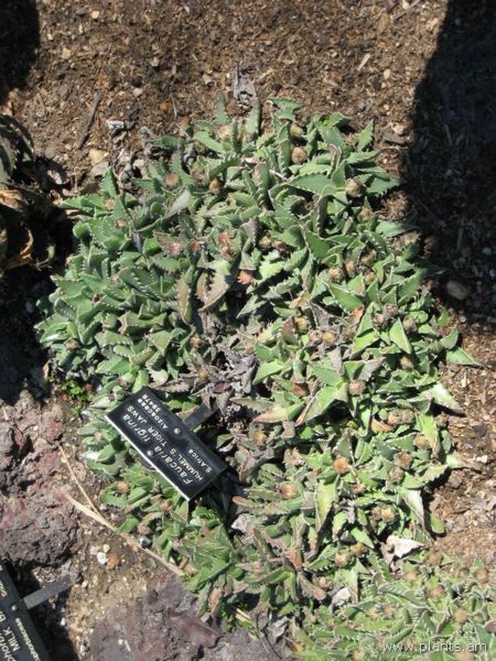 File:Faucaria tigrina-hummel's tiger jaws-IMG 0326 hunt07.jpg