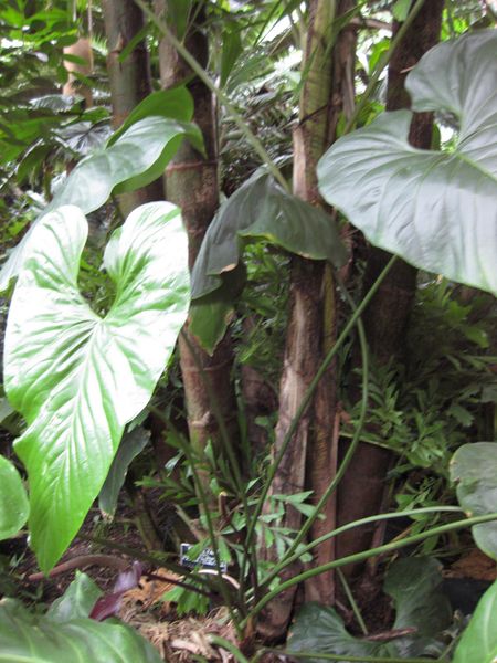 File:IMG 1093 bbg09.jpg