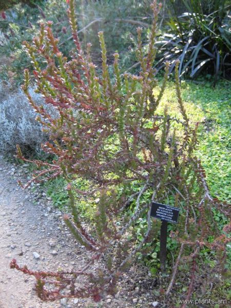 File:Isopogon buxifolius-narrow leaf drumsticks-IMG 6920 sfbg0308.jpg
