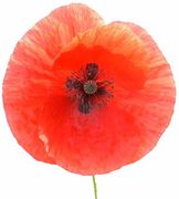 Papaver rhoeas.