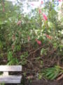Salvia wagneriana
