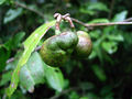 Thumbnail for version as of 15:24, 20 September 2007