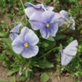 'Delta Light Blue' Light blue cultivar