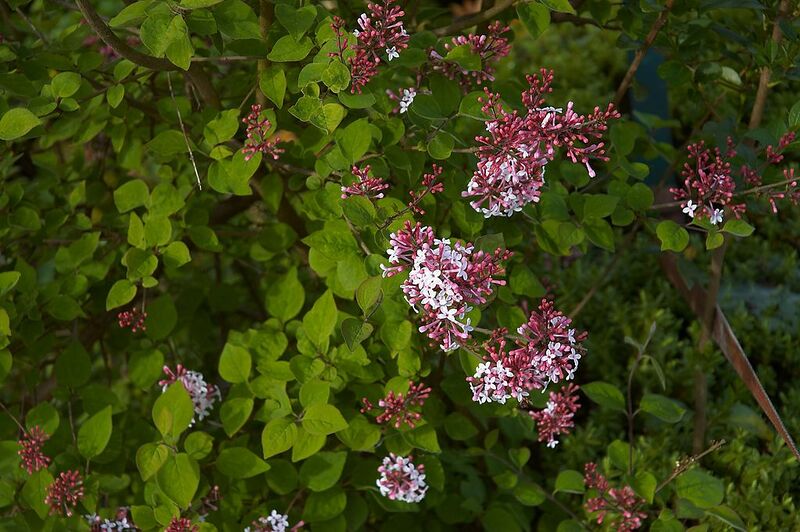 File:1024px-Syringa microphylla C.jpg