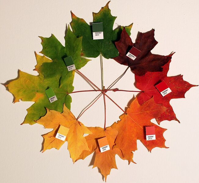 File:1112px-Autumn leaves (pantone) crop.jpg