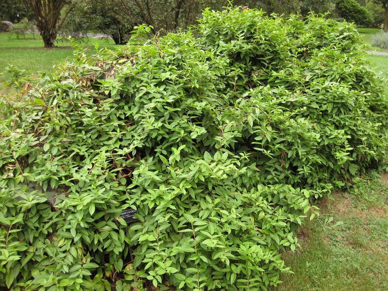 File:1280px-IMG 1365 bbg09.jpg