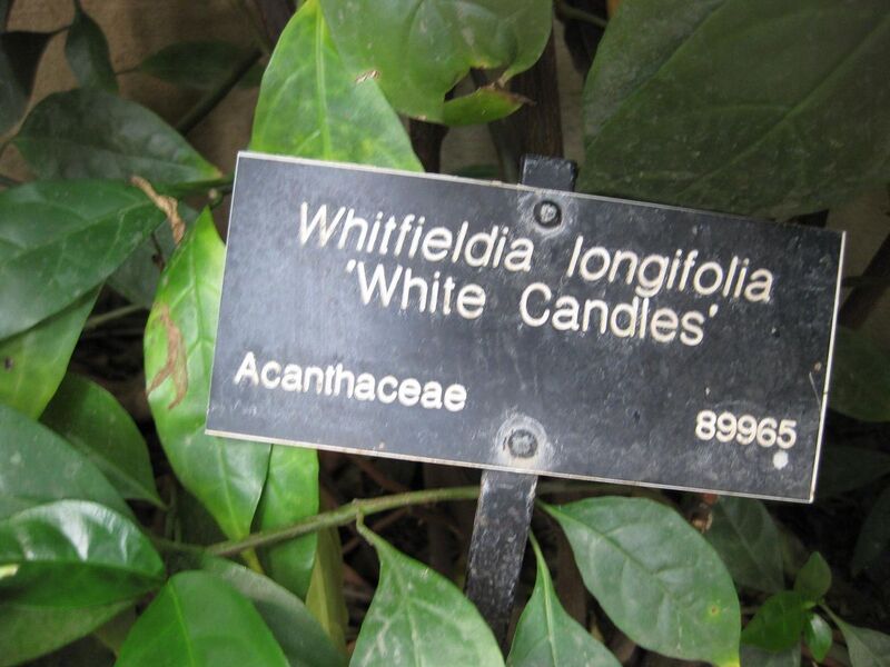 File:1280px-IMG 1747 hunt09oct.jpg