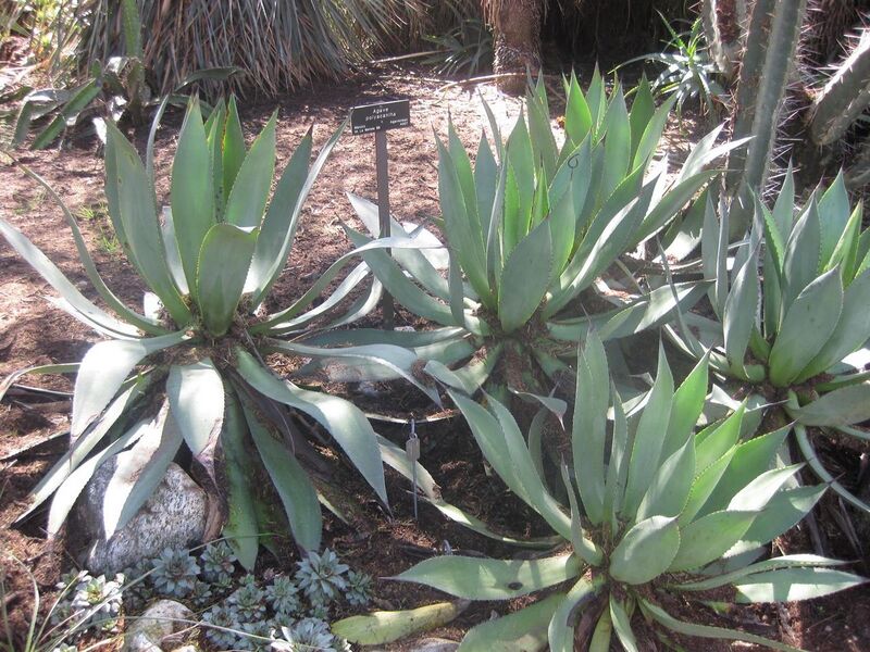 File:1280px-IMG 2358 hunt0903.jpg