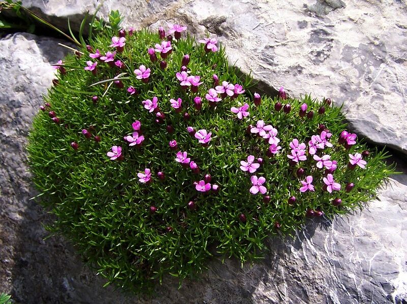 File:1280px-Silene acaulis a5.jpg
