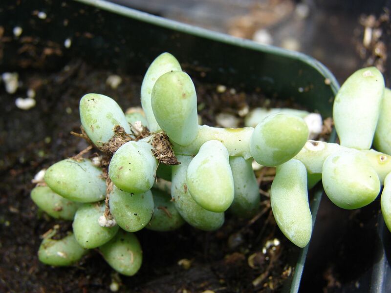 File:1280px-Starr 070906-9051 Sedum morganianum.jpg