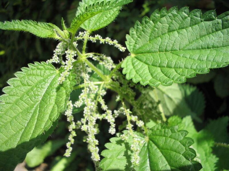 File:1280px-Urtica-dioica(Blueten).jpg