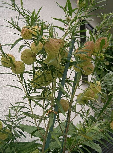 File:571px-Asclepias physocarpa2.jpg